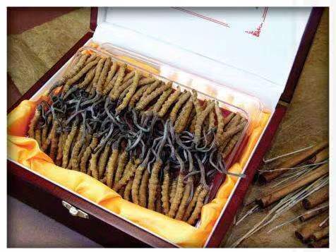 蒋湖农场冬虫夏草回收?